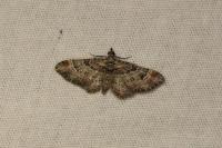 Gymnoscelis rufifasciata