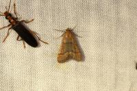 Bostra obsoletalis