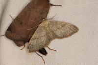 Idaea