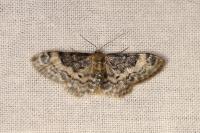 Idaea filicata