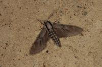 Hyloicus corsica
