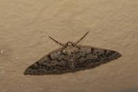 Pseudoterpna corsicaria