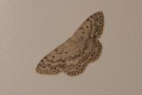 Scopula marginepunctata