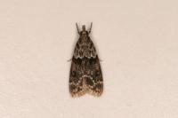 Eudonia mercurella