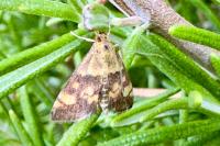 Pyrausta aurata