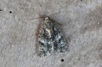 Acronicta rumicis
