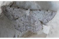 Yezognophos dilucidaria