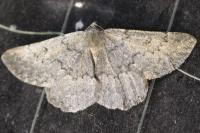 Gnophos obfuscata