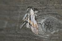 Harpyia milhauseri