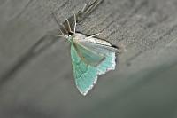 Hemithea aestivaria