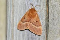 Lasiocampa quercus quercus