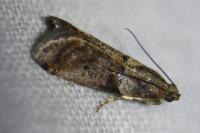 Acrobasis consociella/sodalella