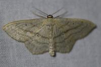 Scopula nigropunctata