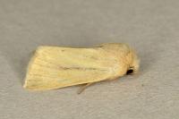 Denticucullus pygmina