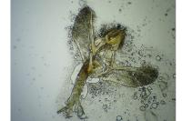 Eudonia pallida