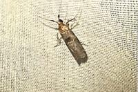 Phycita roborella