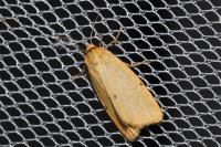 Cybosia mesomella