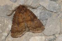 Rusina ferruginea