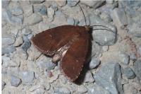 Rusina ferruginea