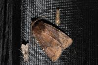 Rusina ferruginea