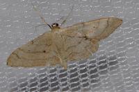 Idaea aversata