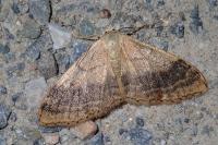Idaea aversata