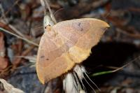 Watsonalla binaria