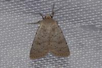 Hoplodrina respersa