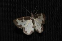 Lomaspilis marginata