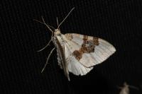 Xanthorhoe montanata