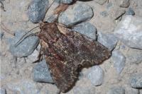 Lacanobia thalassina