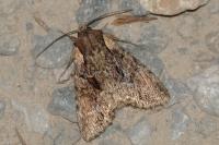 Lacanobia thalassina