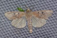 Diarsia mendica