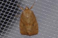 Cosmia trapezina