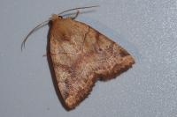 Cosmia trapezina