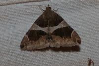 Dysgonia