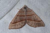 Scotopteryx luridata/mucronata