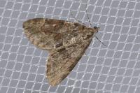 Thera britannica/variata