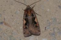Xestia c-nigrum