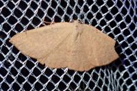 Cyclophora puppillaria