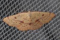 Cyclophora puppillaria