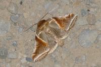 Habrosyne pyritoides