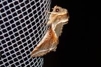 Habrosyne pyritoides