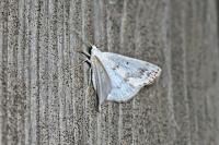 Lomographa temerata