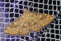Anania verbascalis