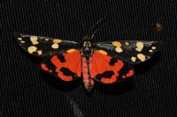 Callimorpha dominula