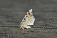 Macaria liturata
