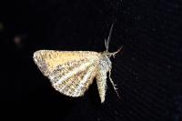 Isturgia limbaria