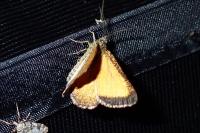 Isturgia limbaria