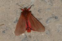 Phragmatobia fuliginosa